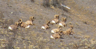 cropped rams2 cropped rams2